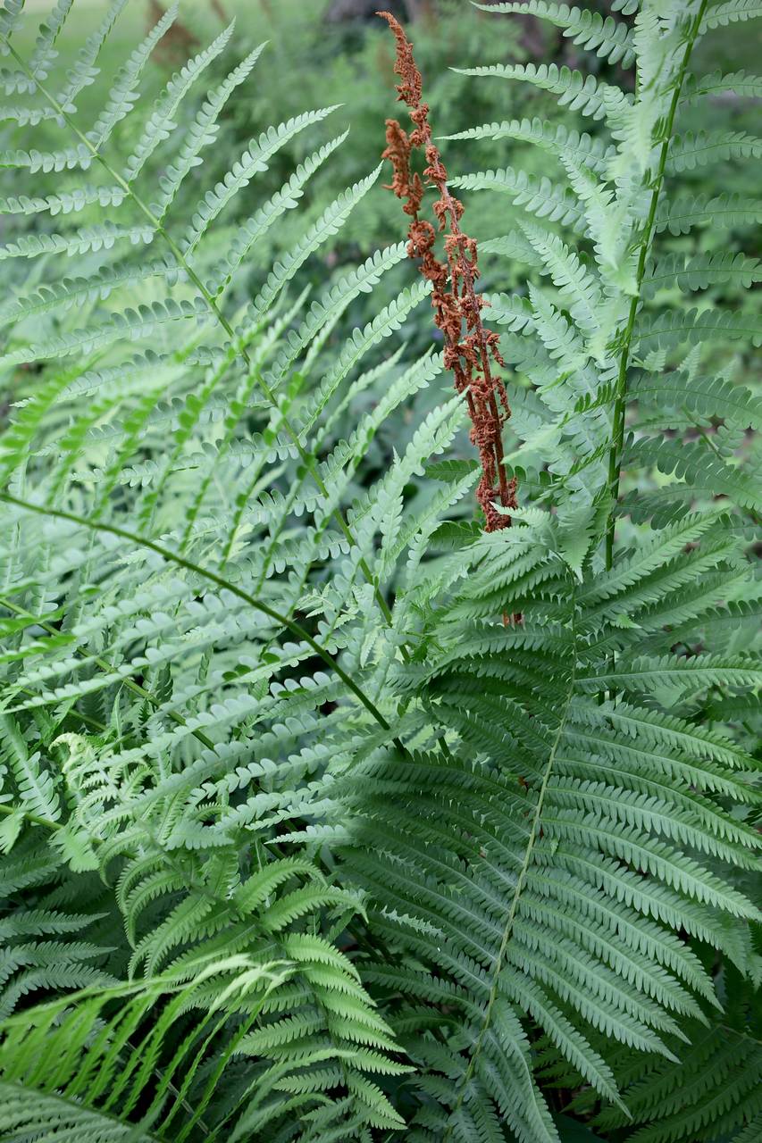 Photo of Cinnamon Fern