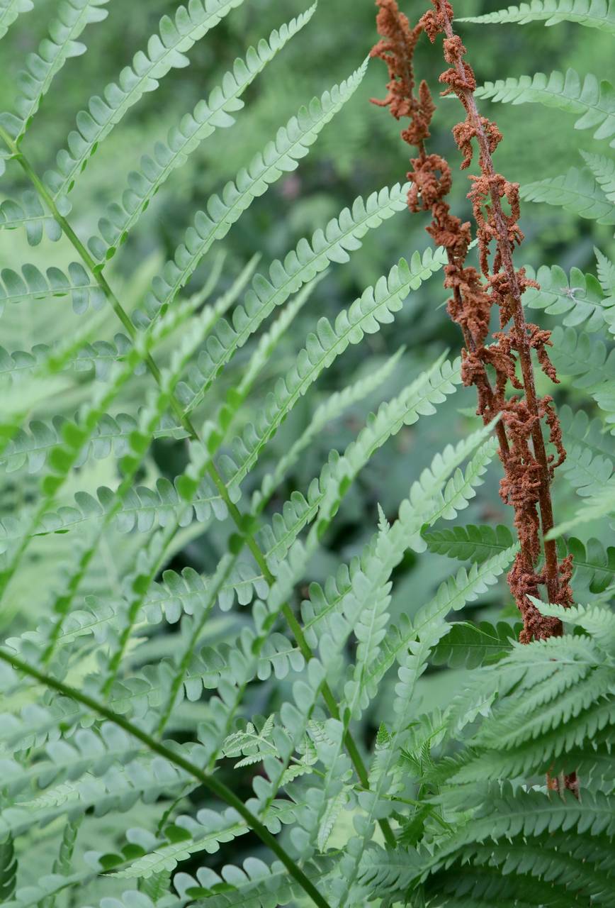 Photo of Cinnamon Fern
