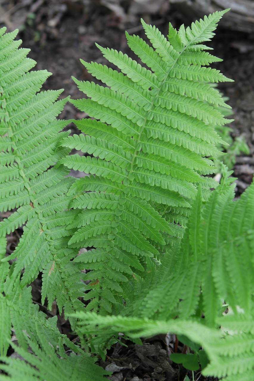 Photo of Cinnamon Fern
