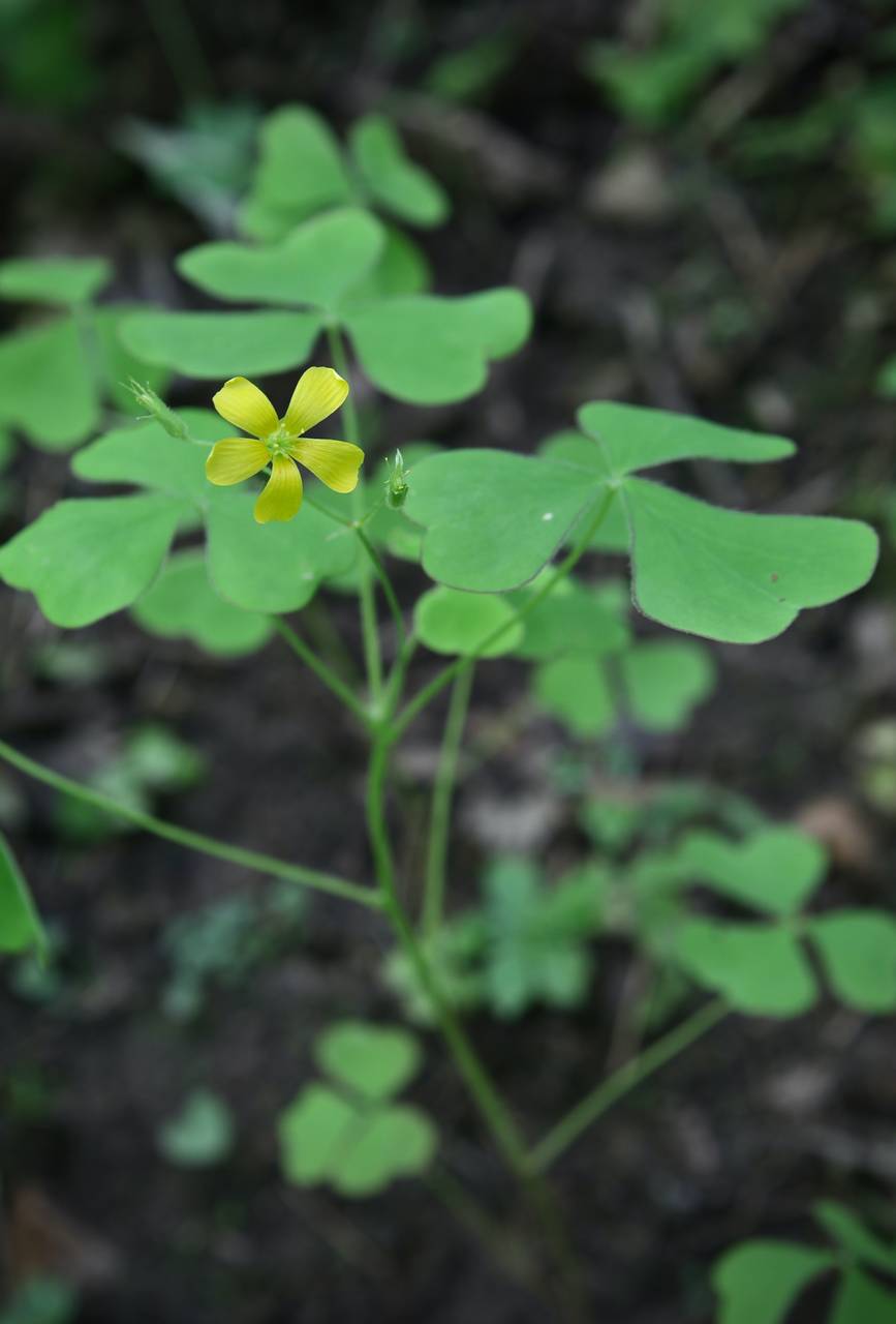 Photo of Great Yellow Woodsorrel