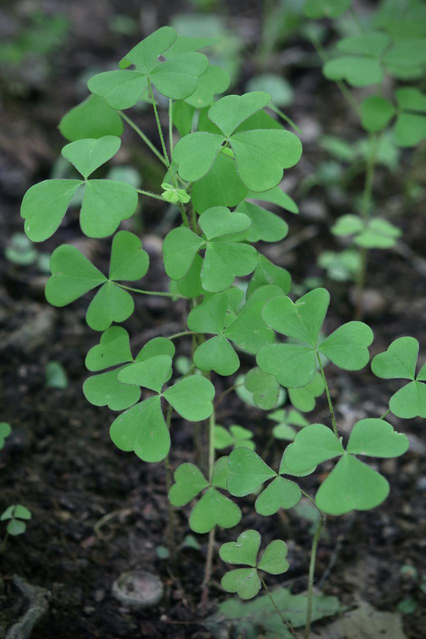 Photo of Great Yellow Woodsorrel