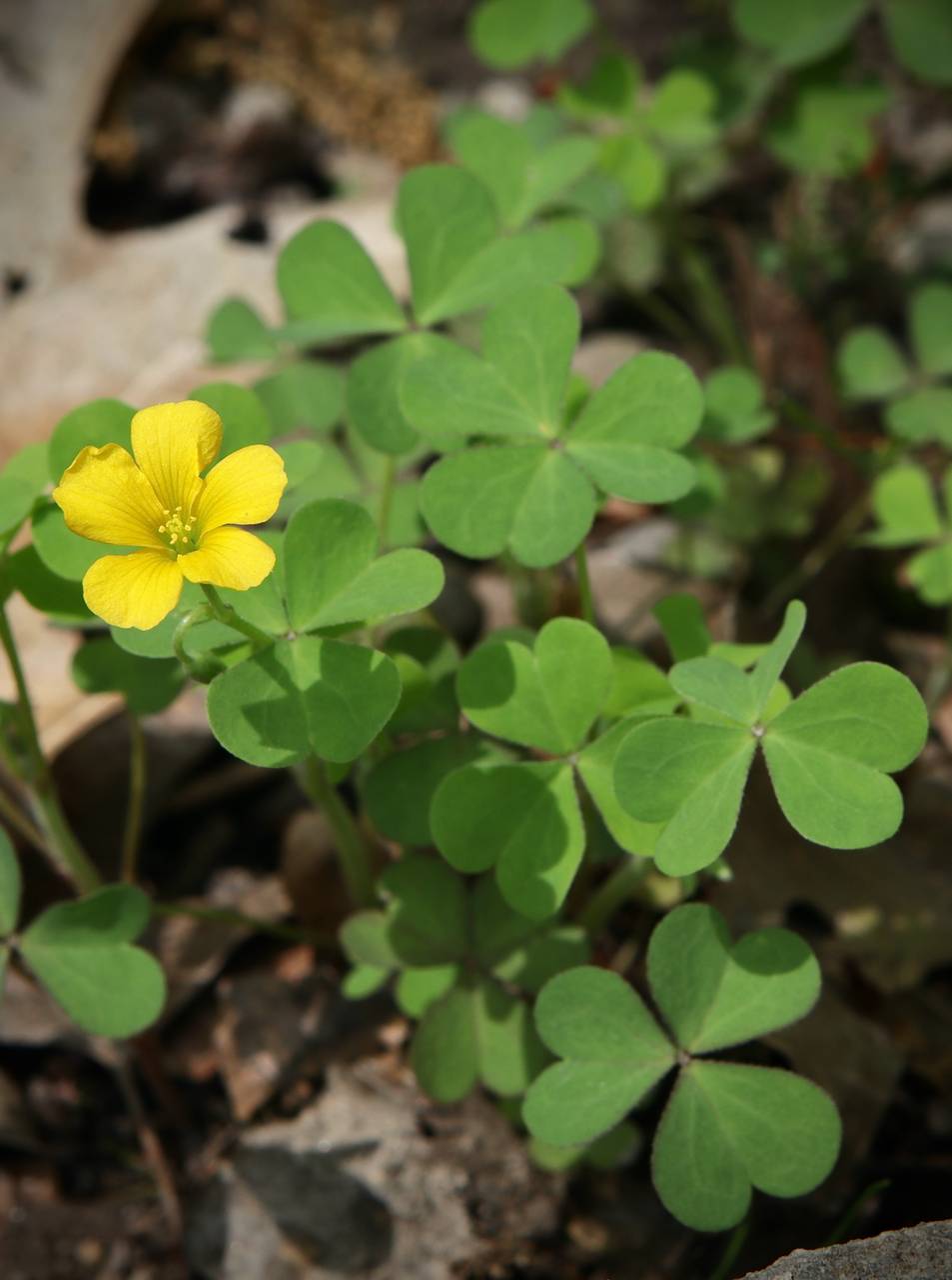 Photo of Yellow Wood Sorrel