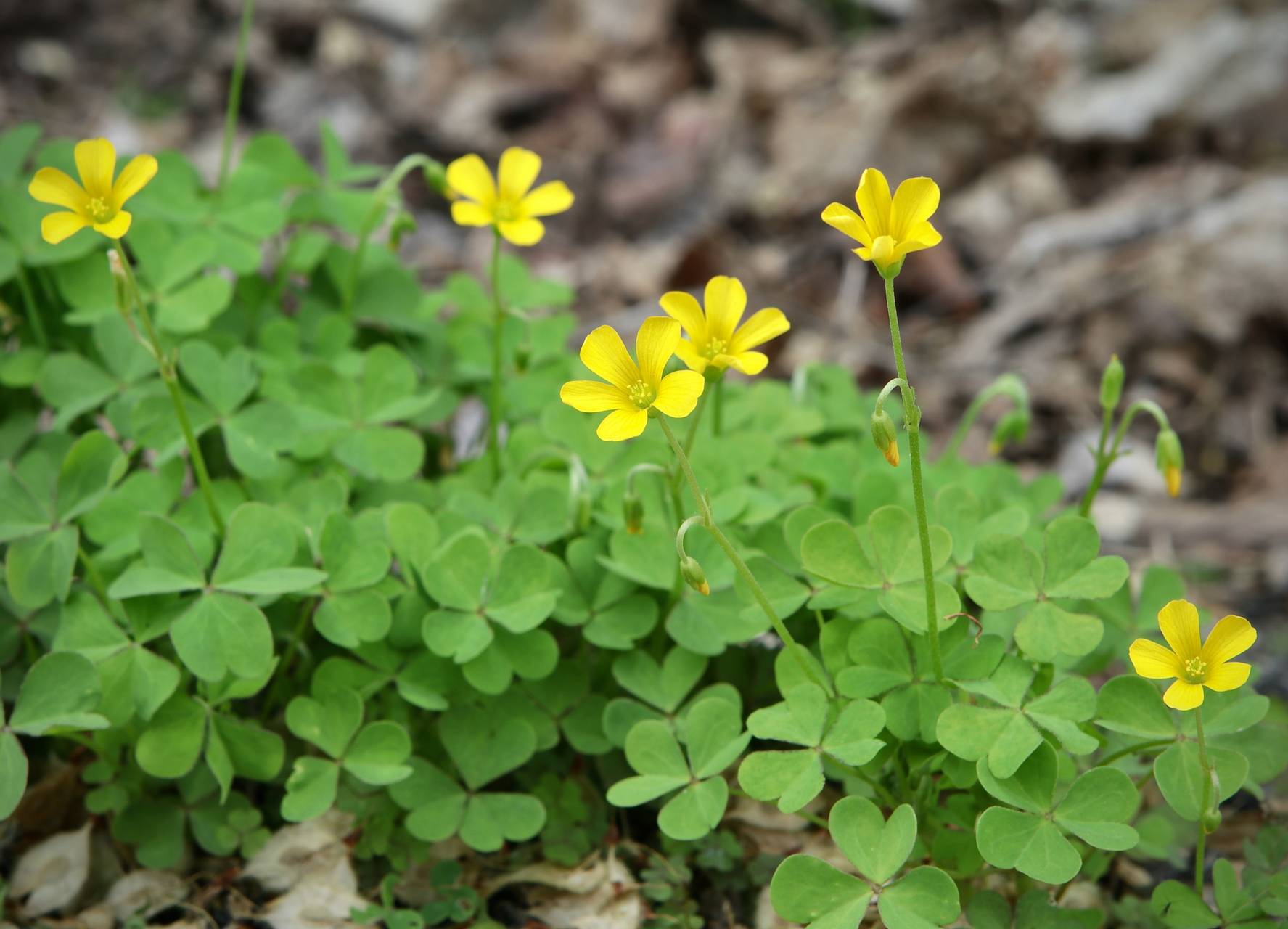 Photo of Yellow Wood Sorrel
