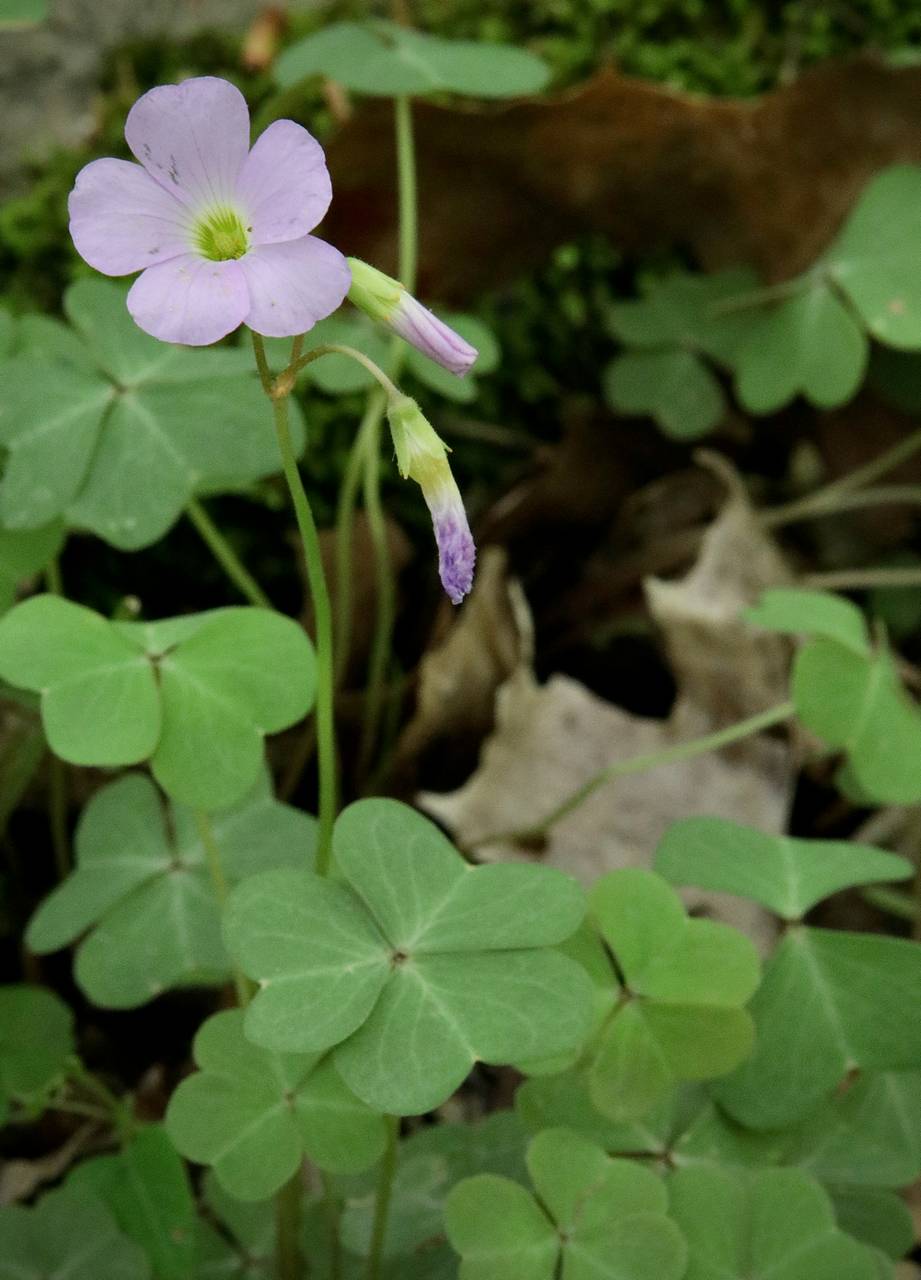 Photo of Violet Wood Sorrel