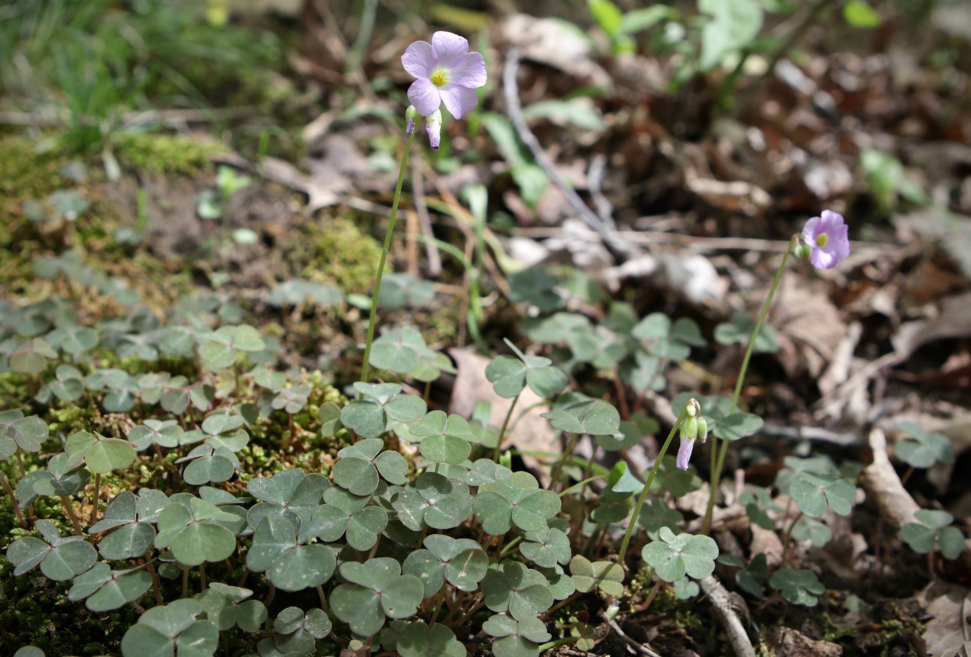 Photo of Violet Wood Sorrel