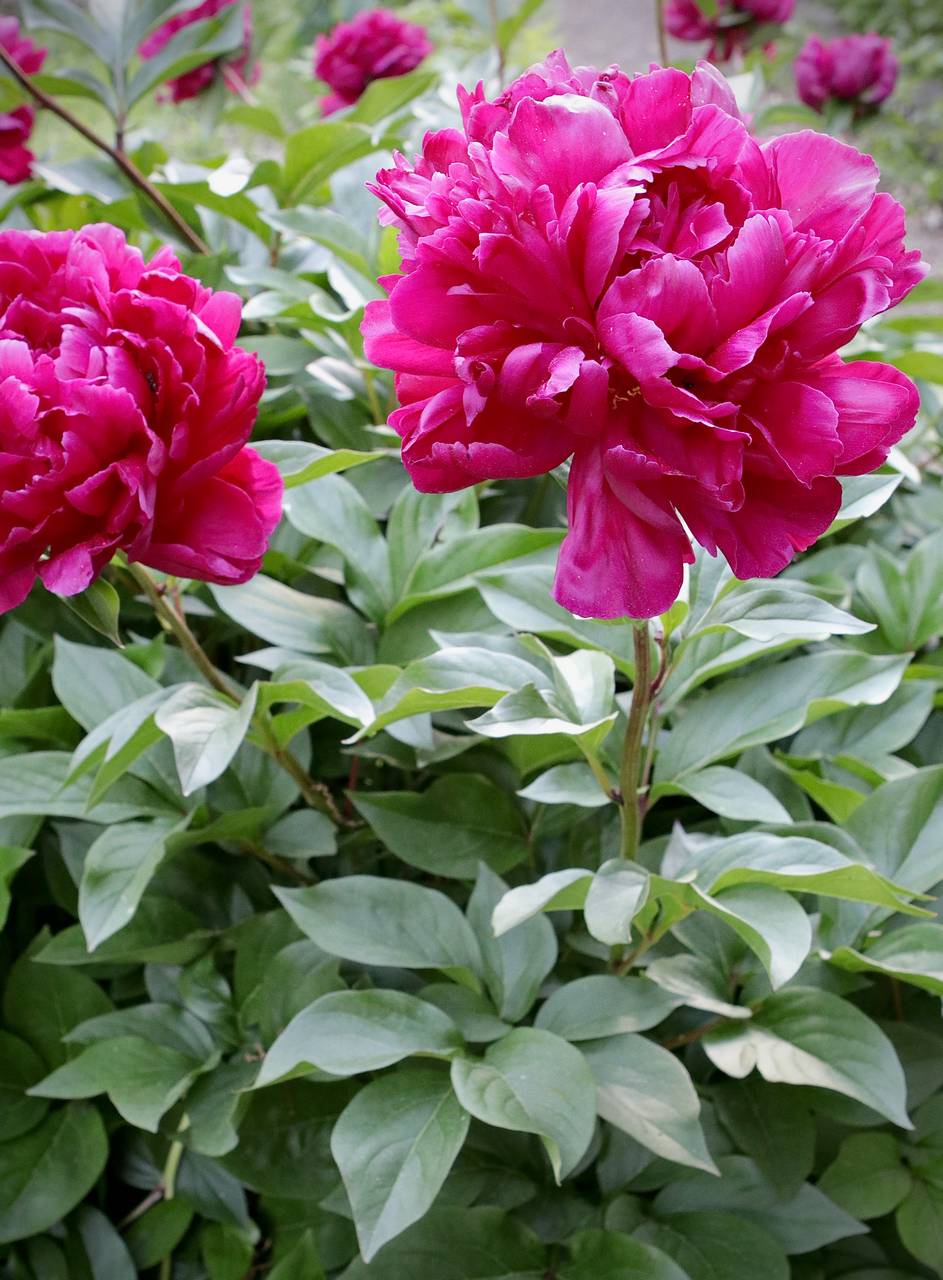 Photo of Common Peony