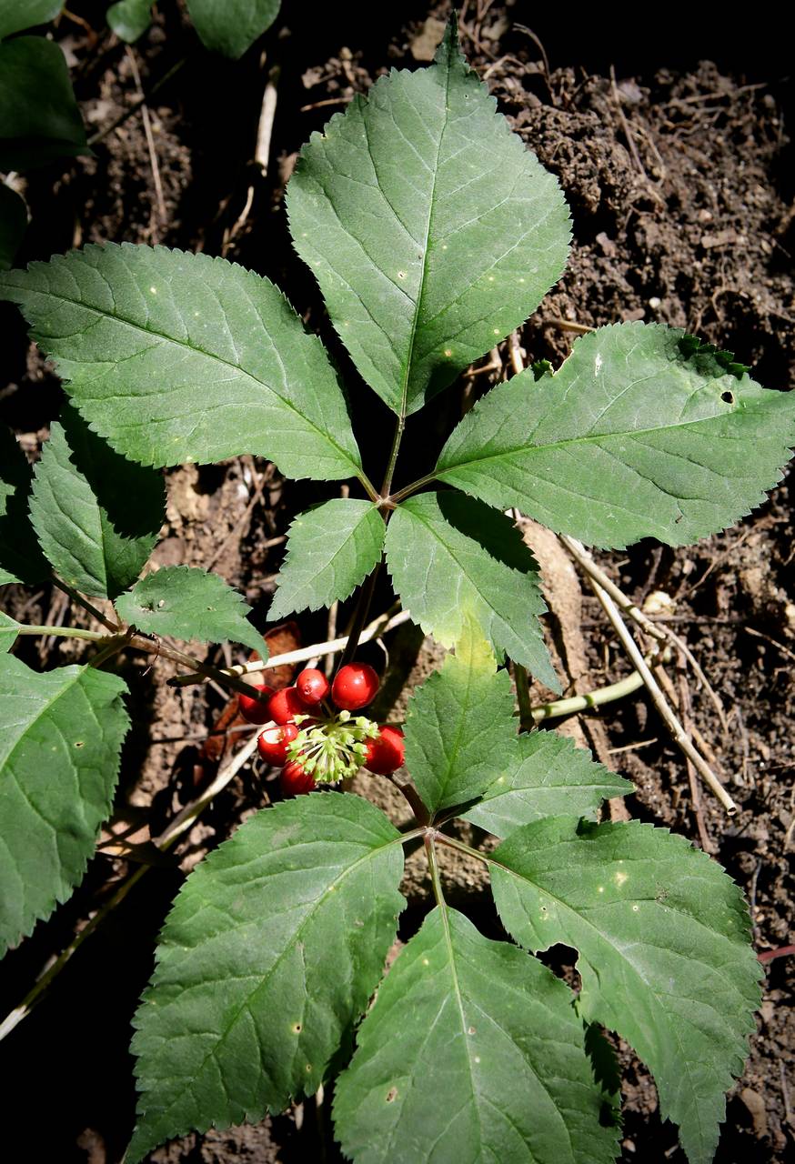 Photo of American Ginseng