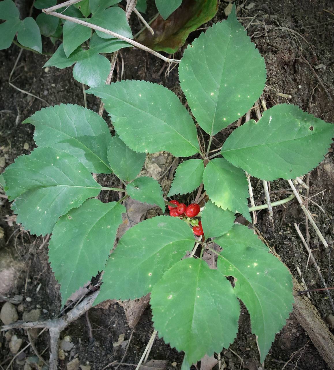 Photo of American Ginseng