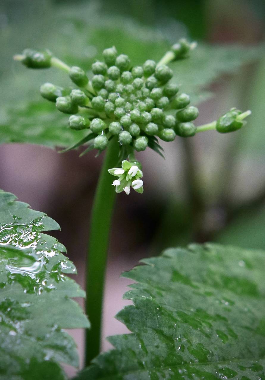 Photo of American Ginseng