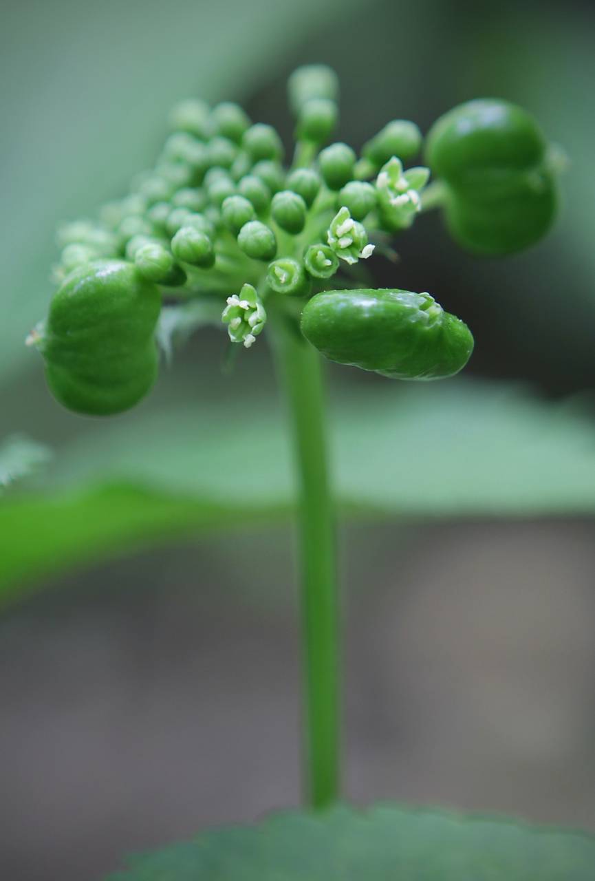 Photo of American Ginseng