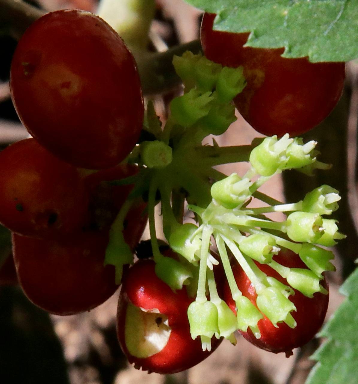 Photo of American Ginseng