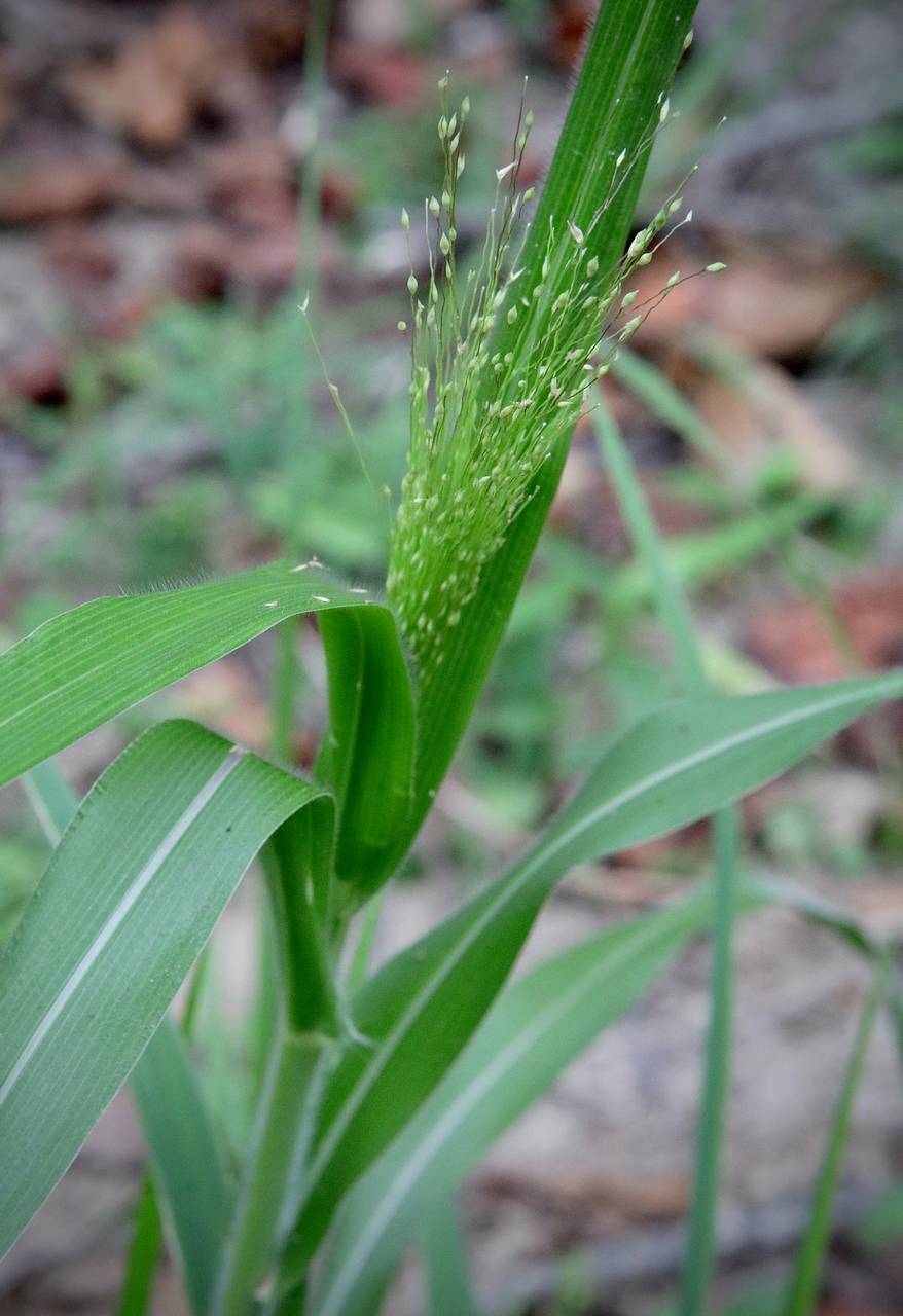 Photo of Witchgrass