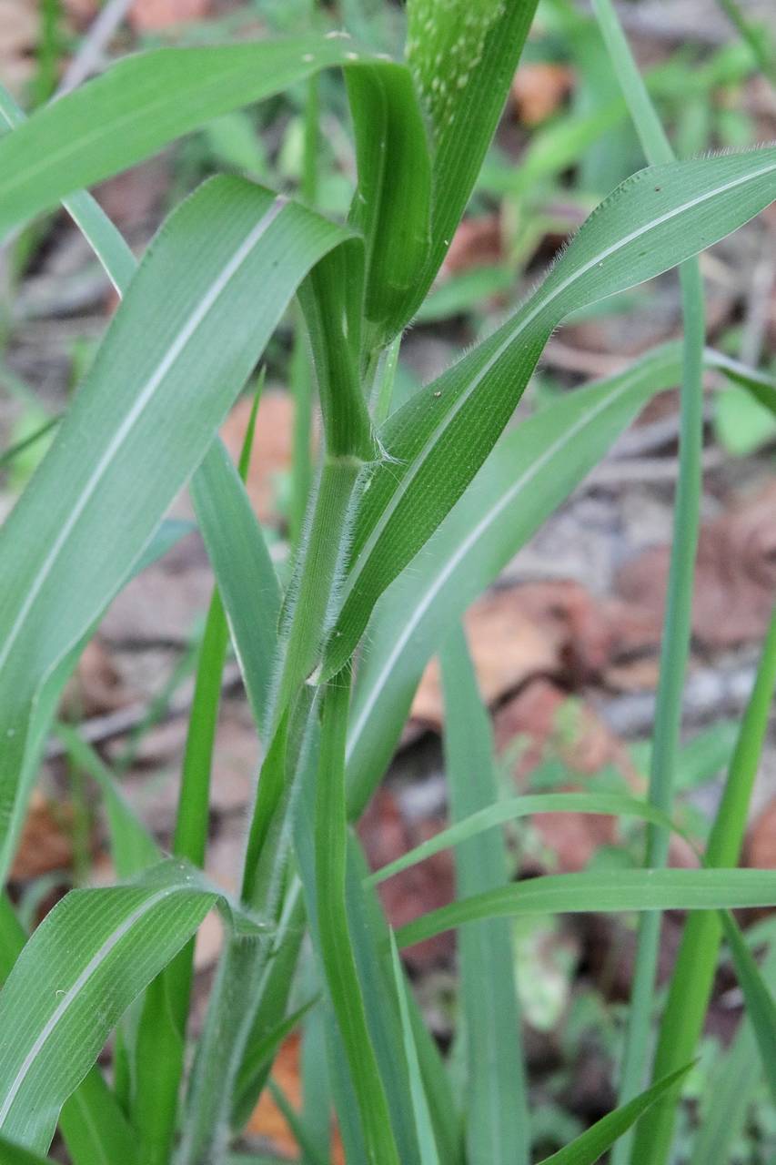 Photo of Witchgrass