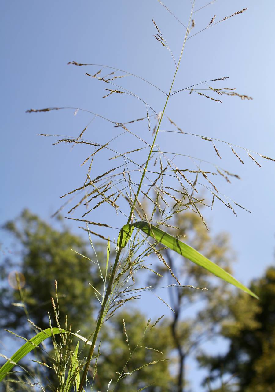 Photo of Fall Panicgrass