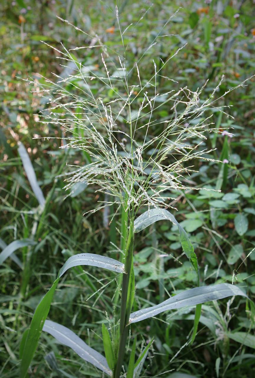 Photo of Fall Panicgrass