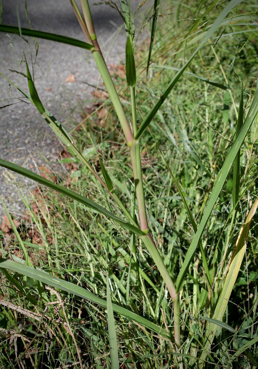 Photo of Fall Panicgrass