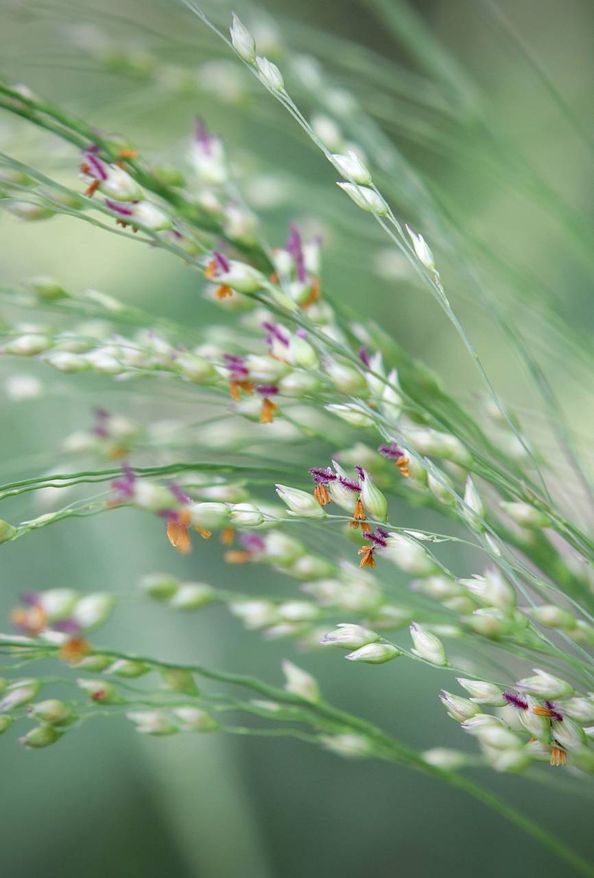Photo of Switchgrass