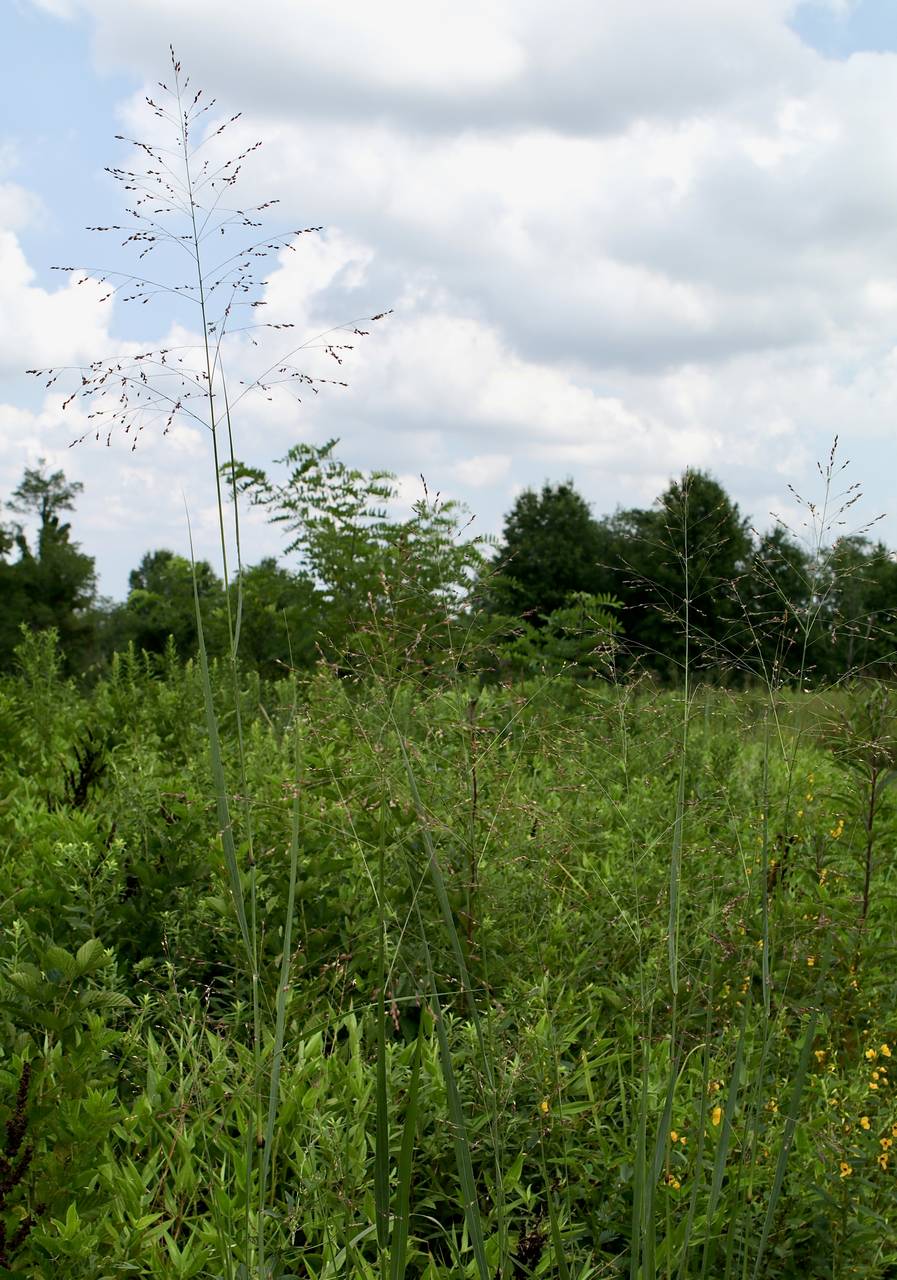 Photo of Switchgrass