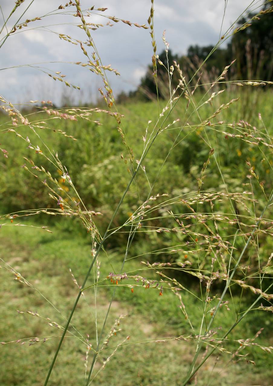 Photo of Switchgrass