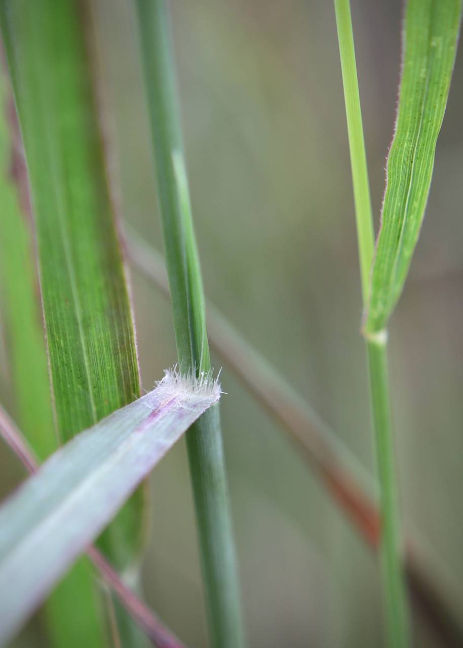 Photo of Switchgrass