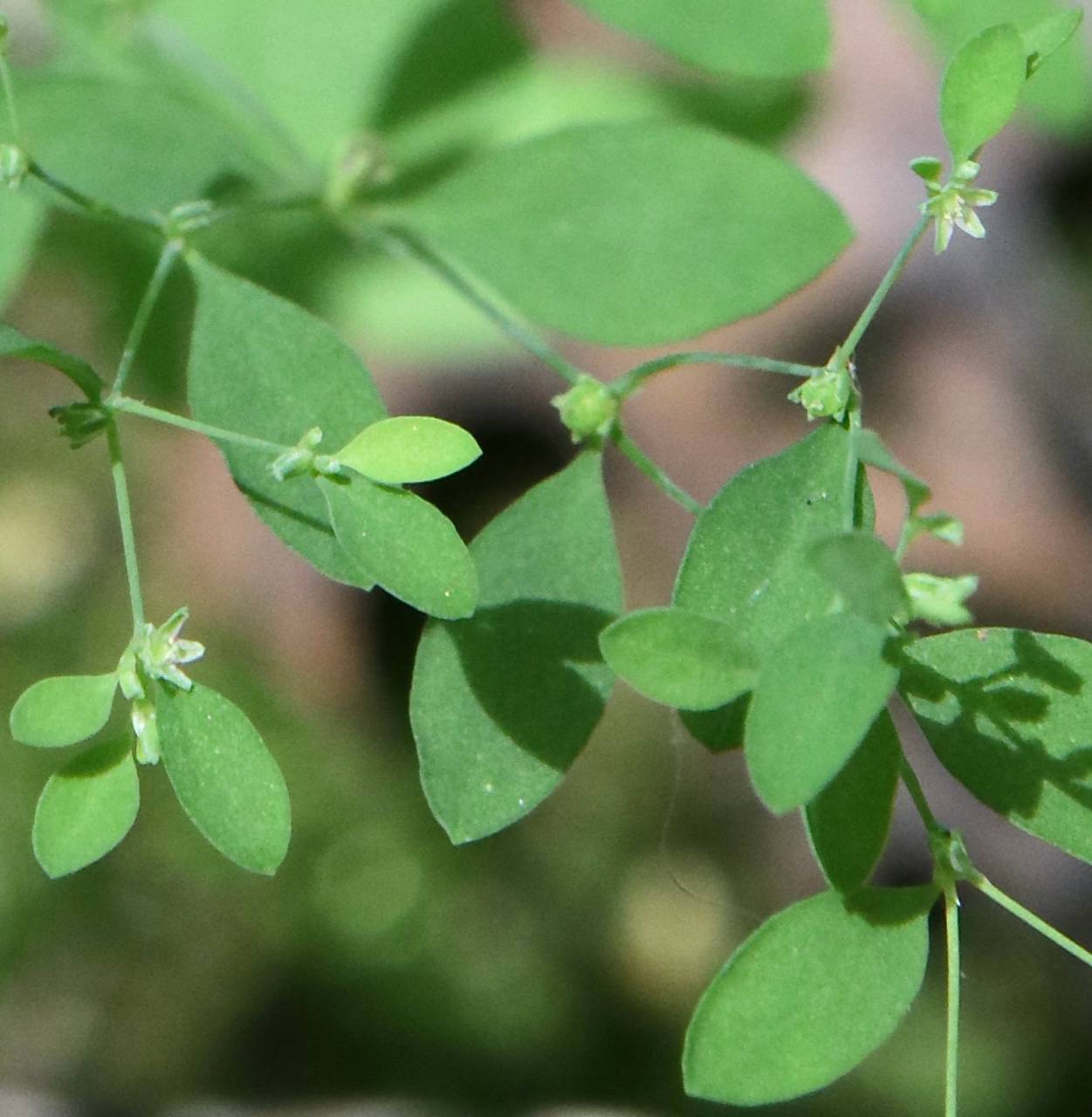 Photo of Smooth Forked Nailwort
