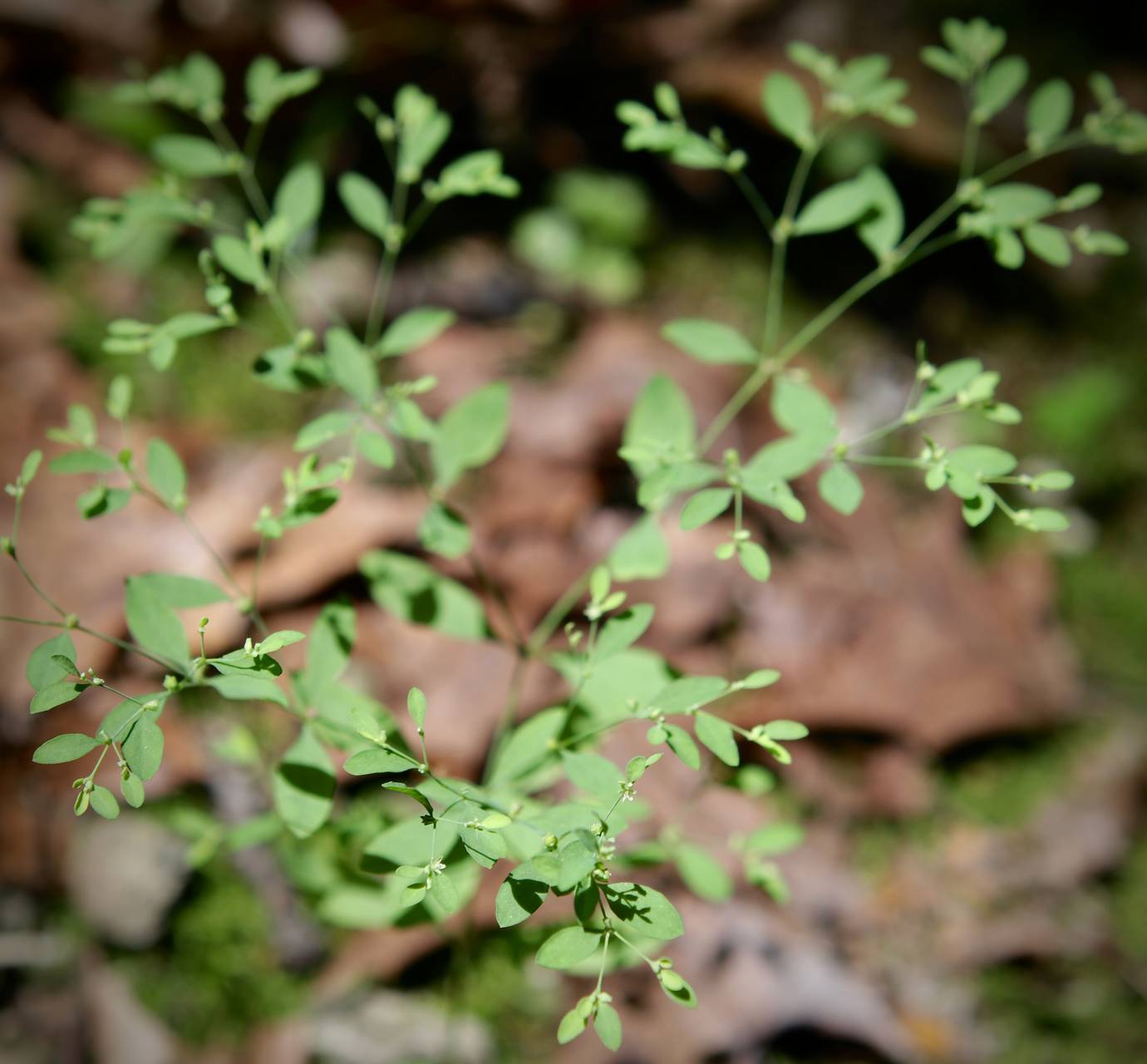 Photo of Smooth Forked Nailwort