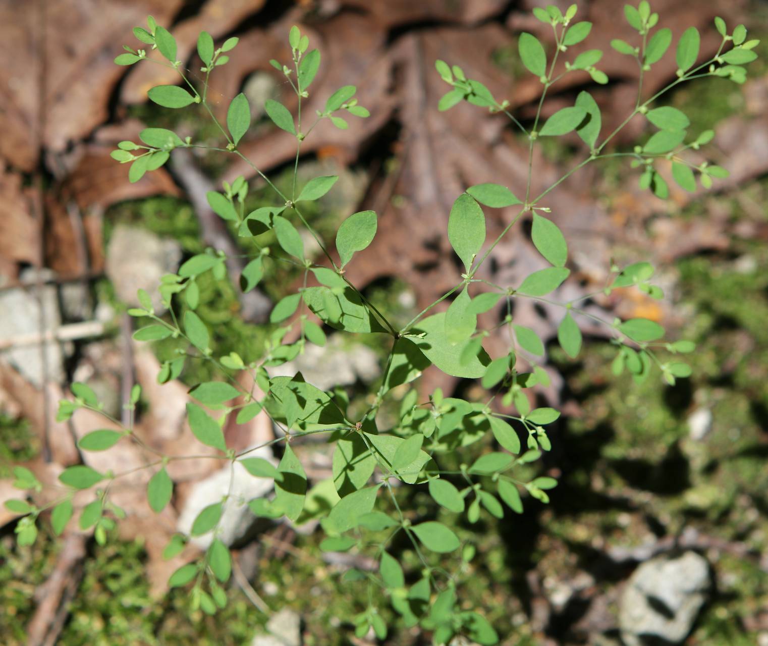 Photo of Smooth Forked Nailwort