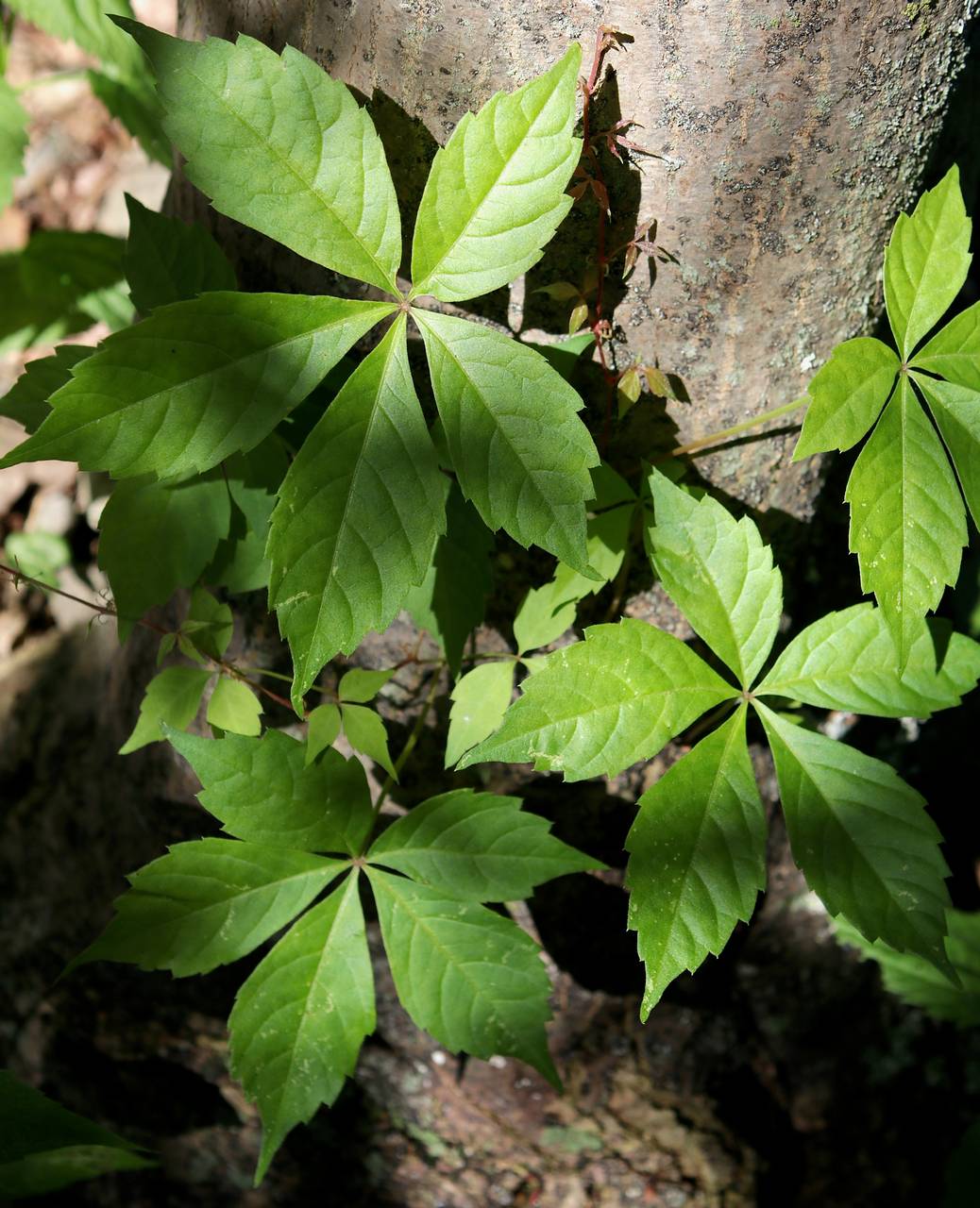 Photo of Virginia Creeper