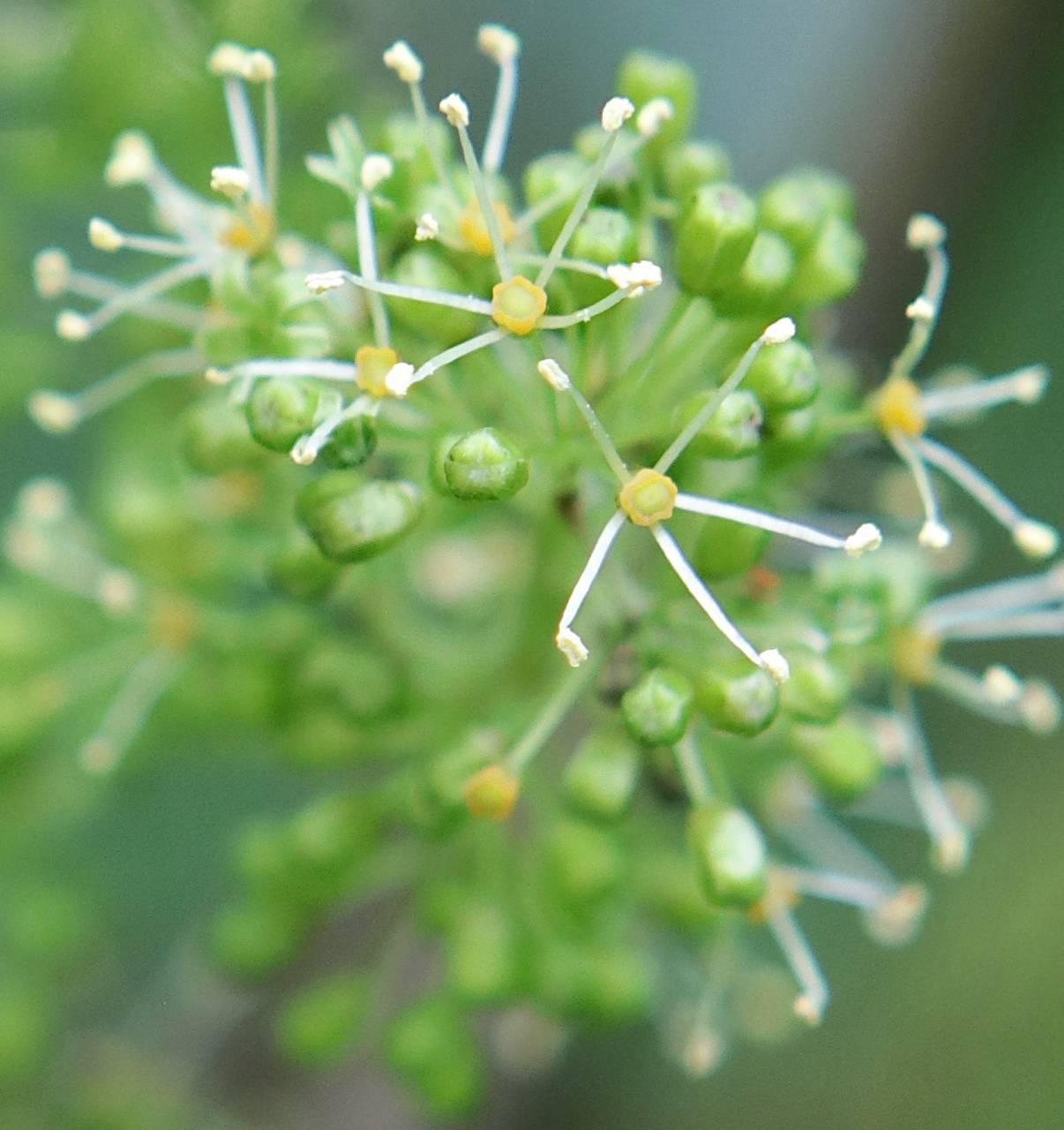 Photo of Virginia Creeper