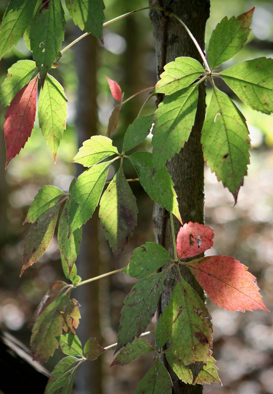 Photo of Virginia Creeper