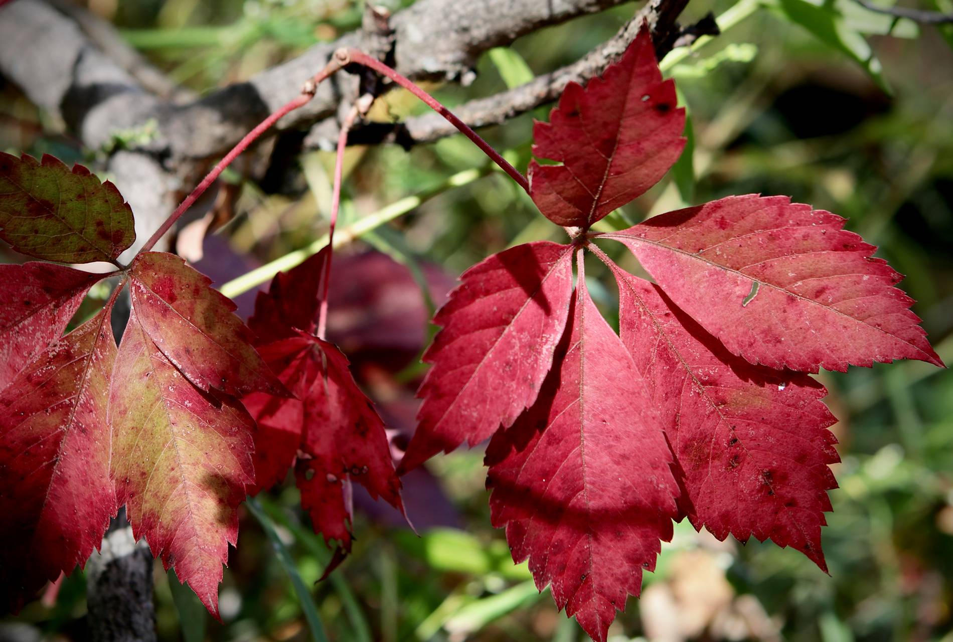 Photo of Virginia Creeper