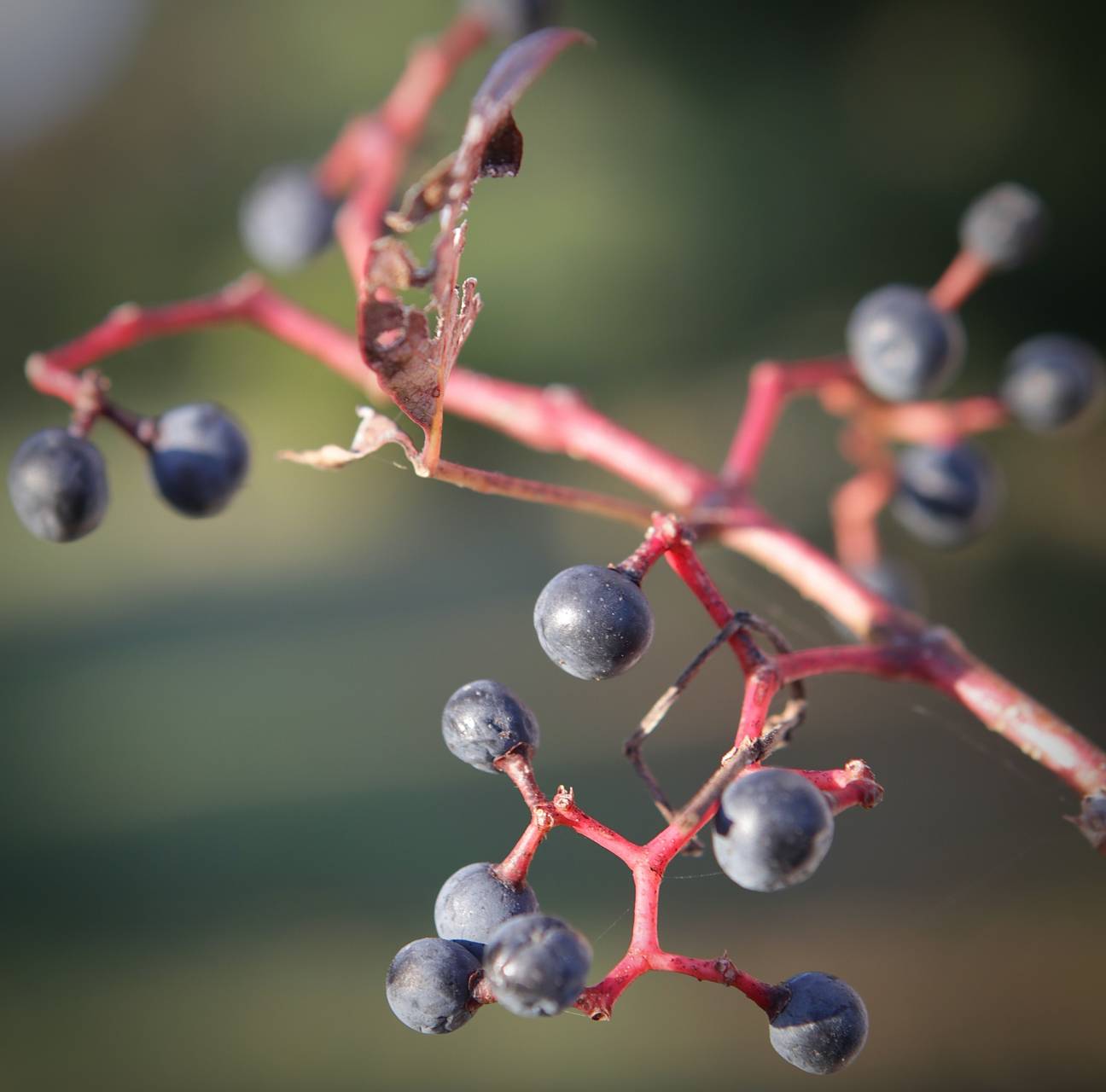 Photo of Virginia Creeper