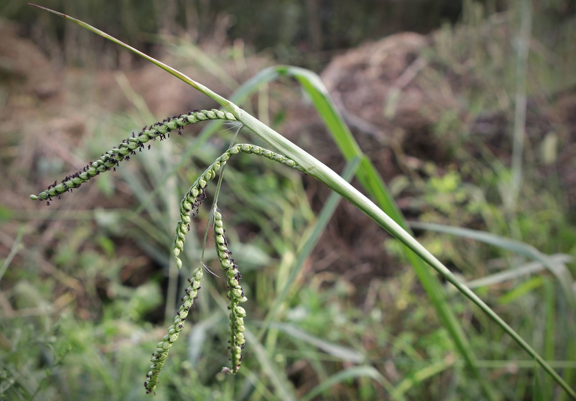 Photo of Florida Paspalum