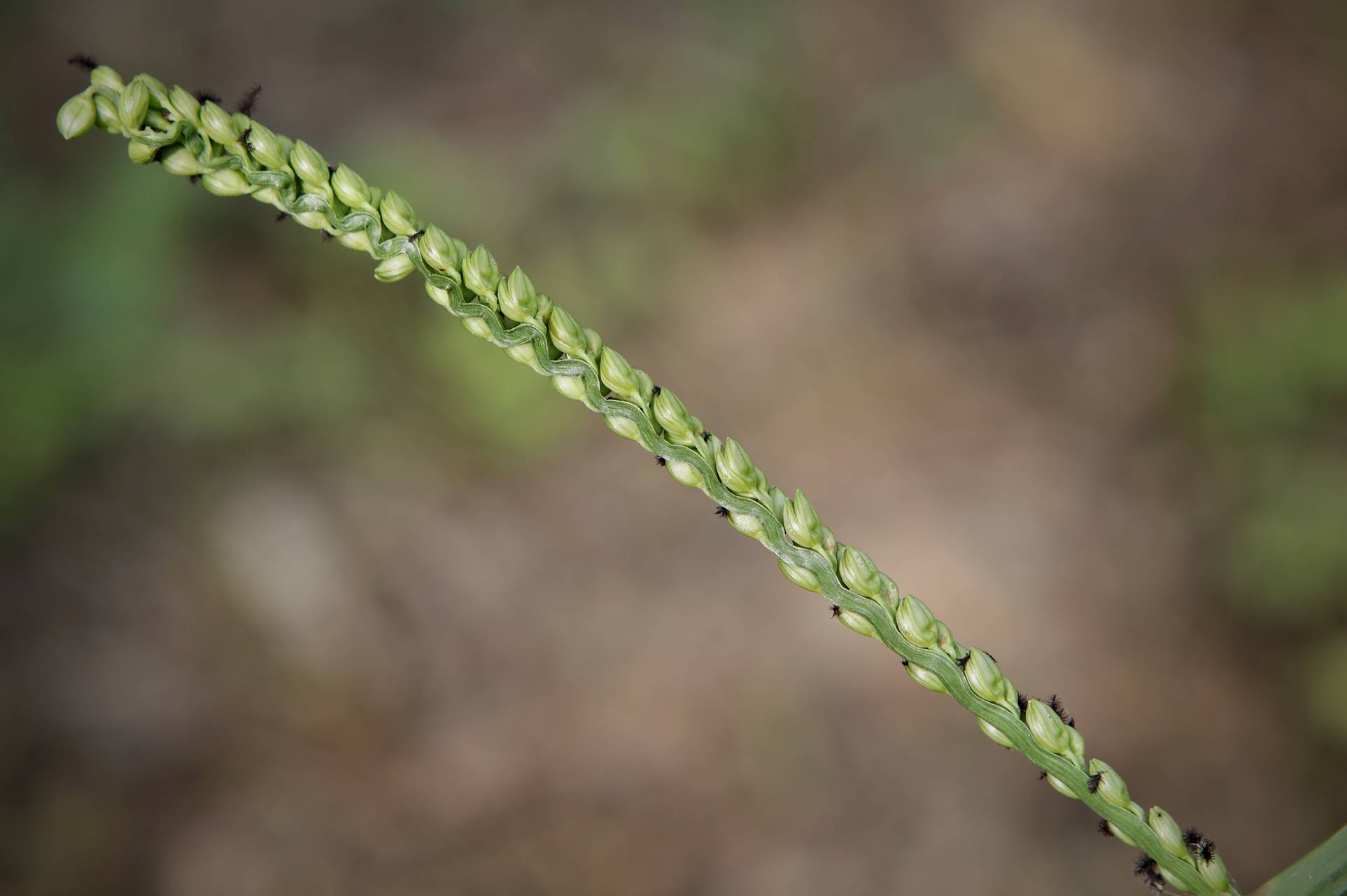Photo of Florida Paspalum