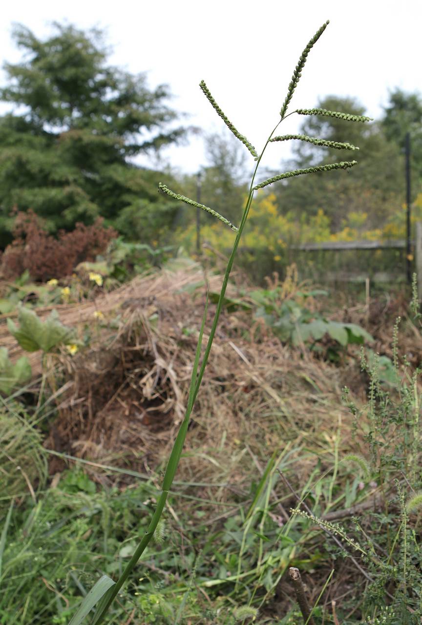 Photo of Florida Paspalum