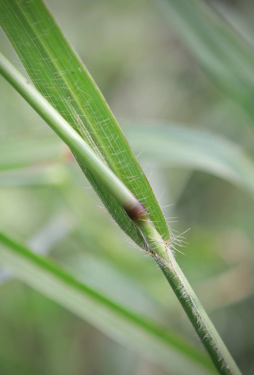 Photo of Florida Paspalum