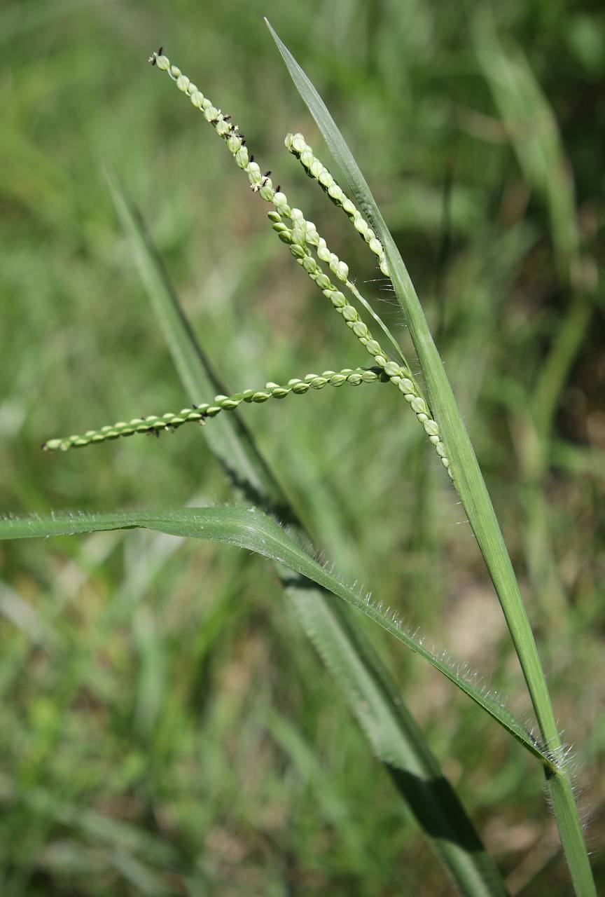 Photo of Field Beadgrass