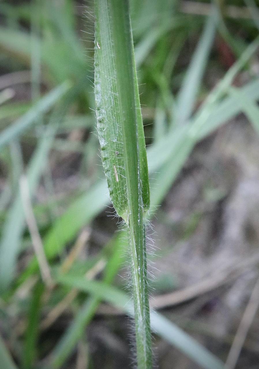 Photo of Field Beadgrass