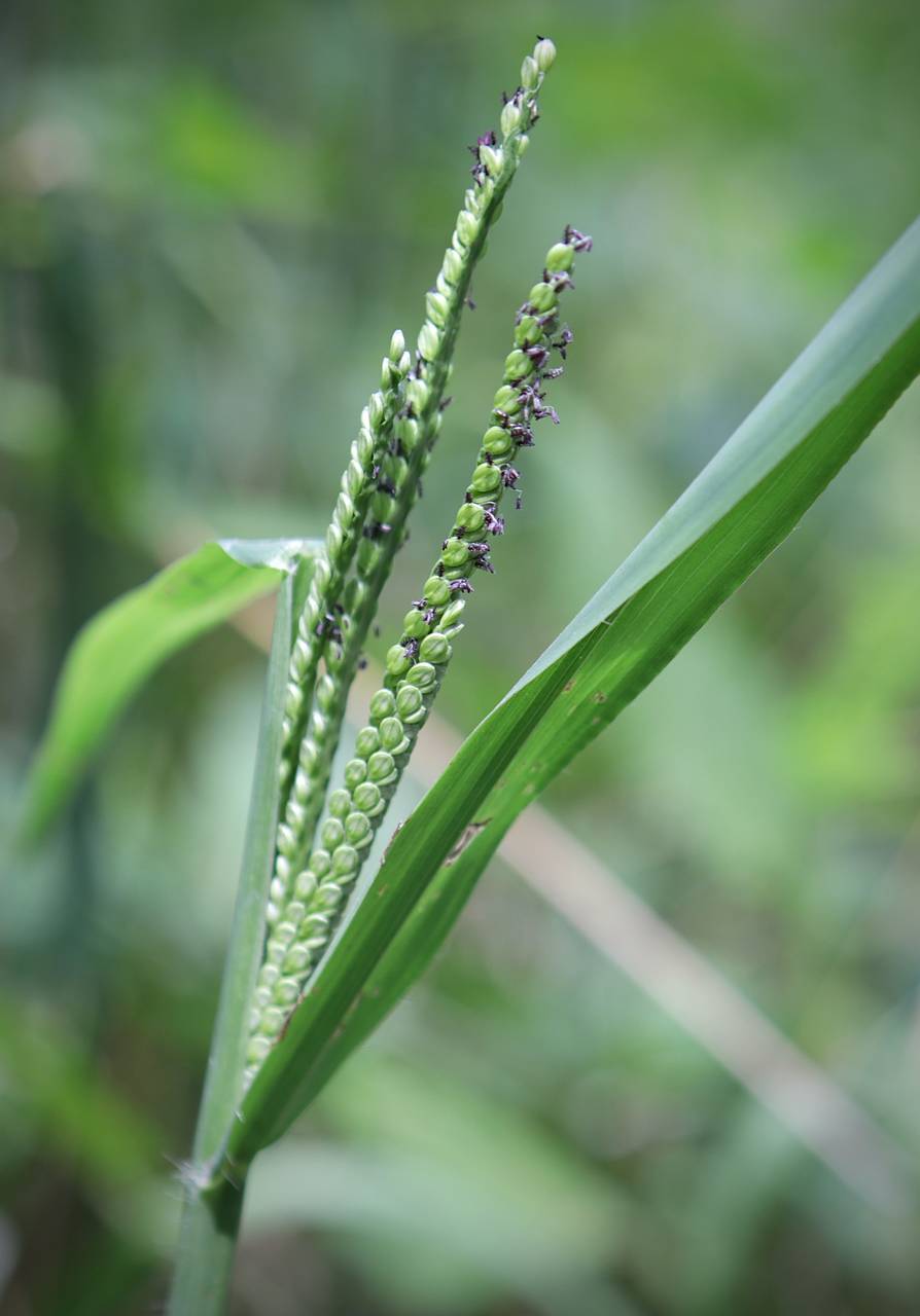 Photo of Hairyseed Paspalum