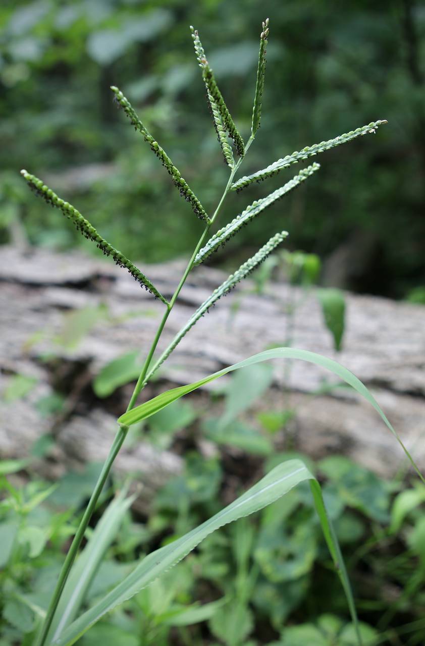 Photo of Hairyseed Paspalum