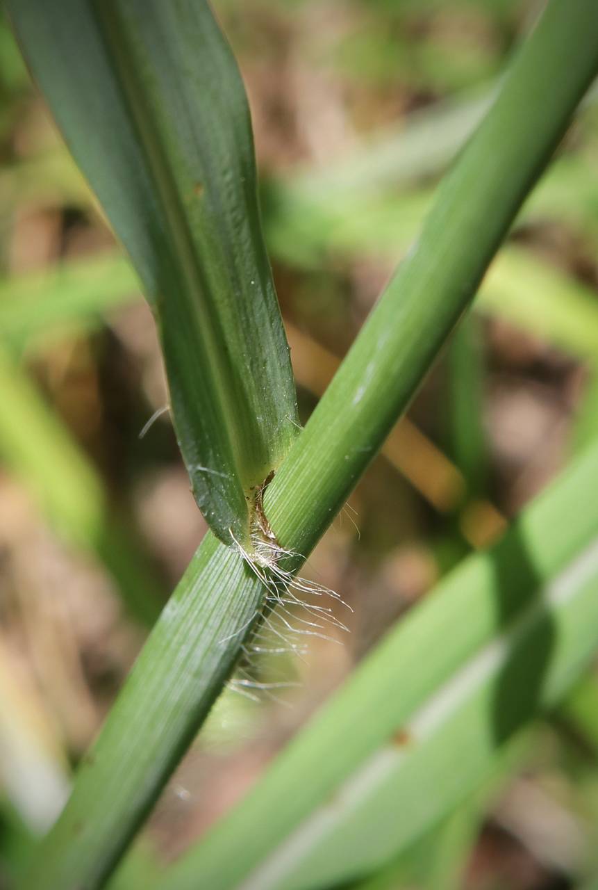 Photo of Hairyseed Paspalum