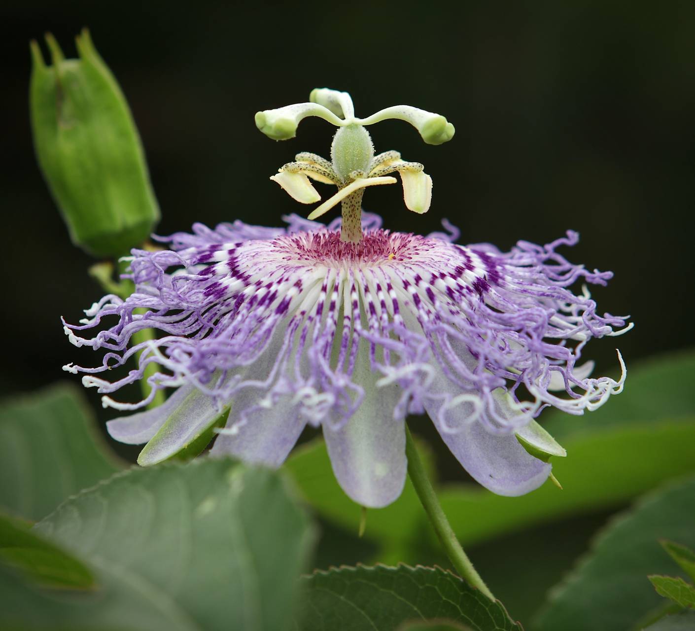 Photo of Purple Passionflower