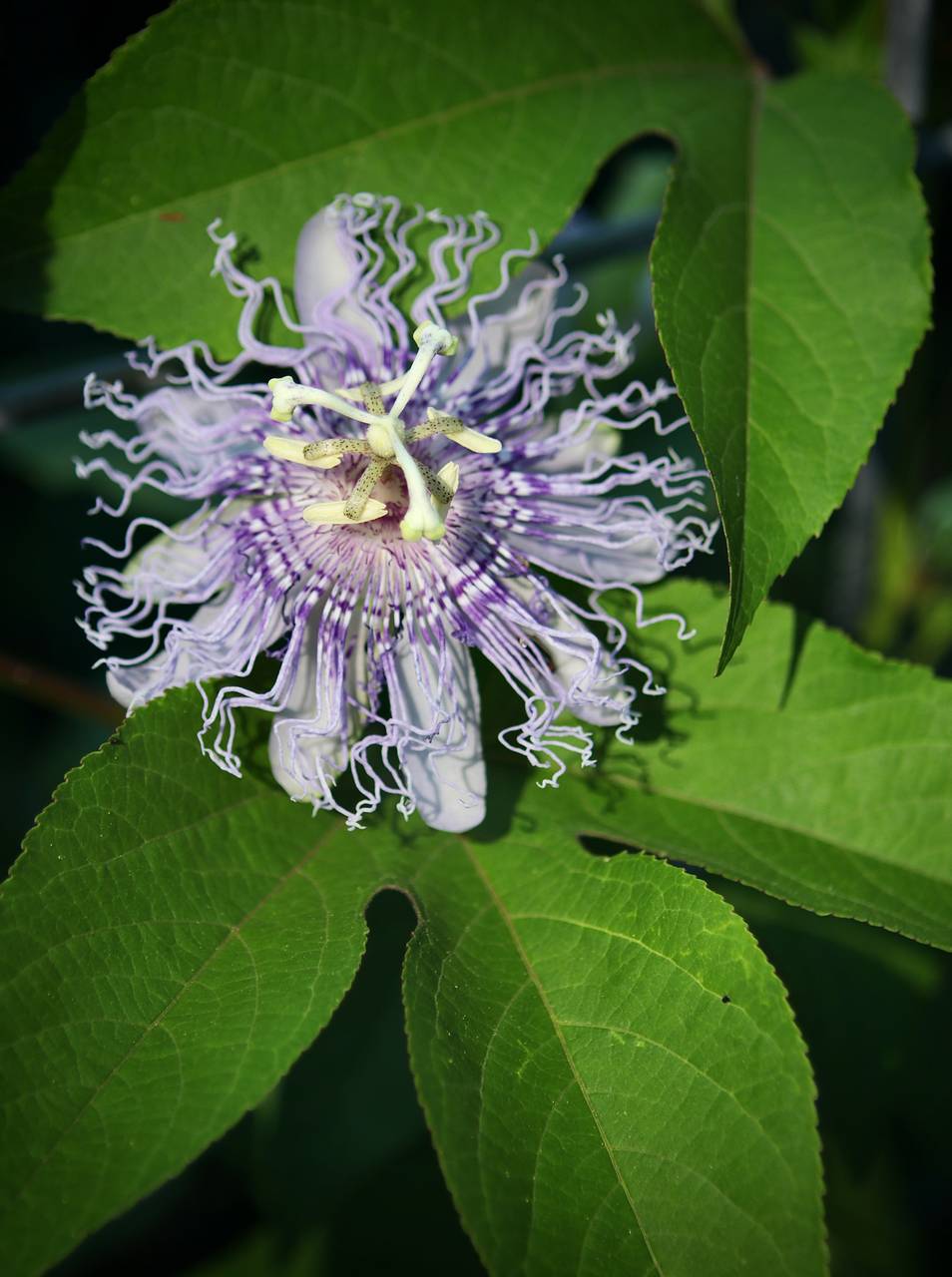 Photo of Purple Passionflower
