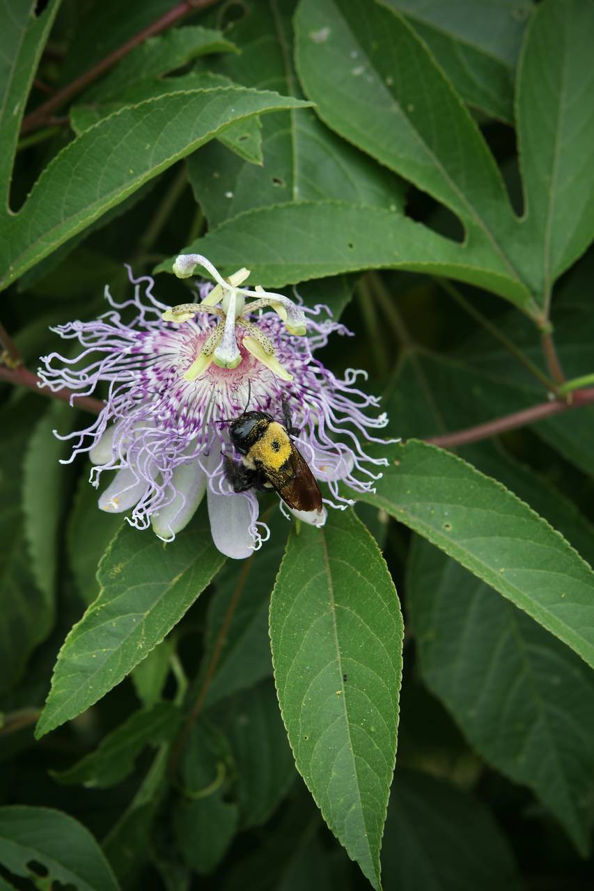 Photo of Purple Passionflower