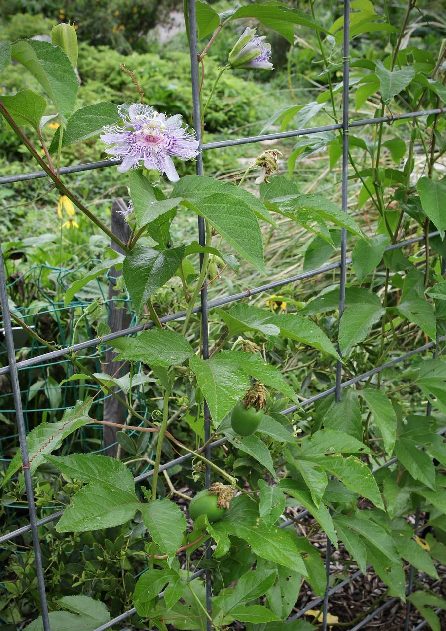 Photo of Purple Passionflower