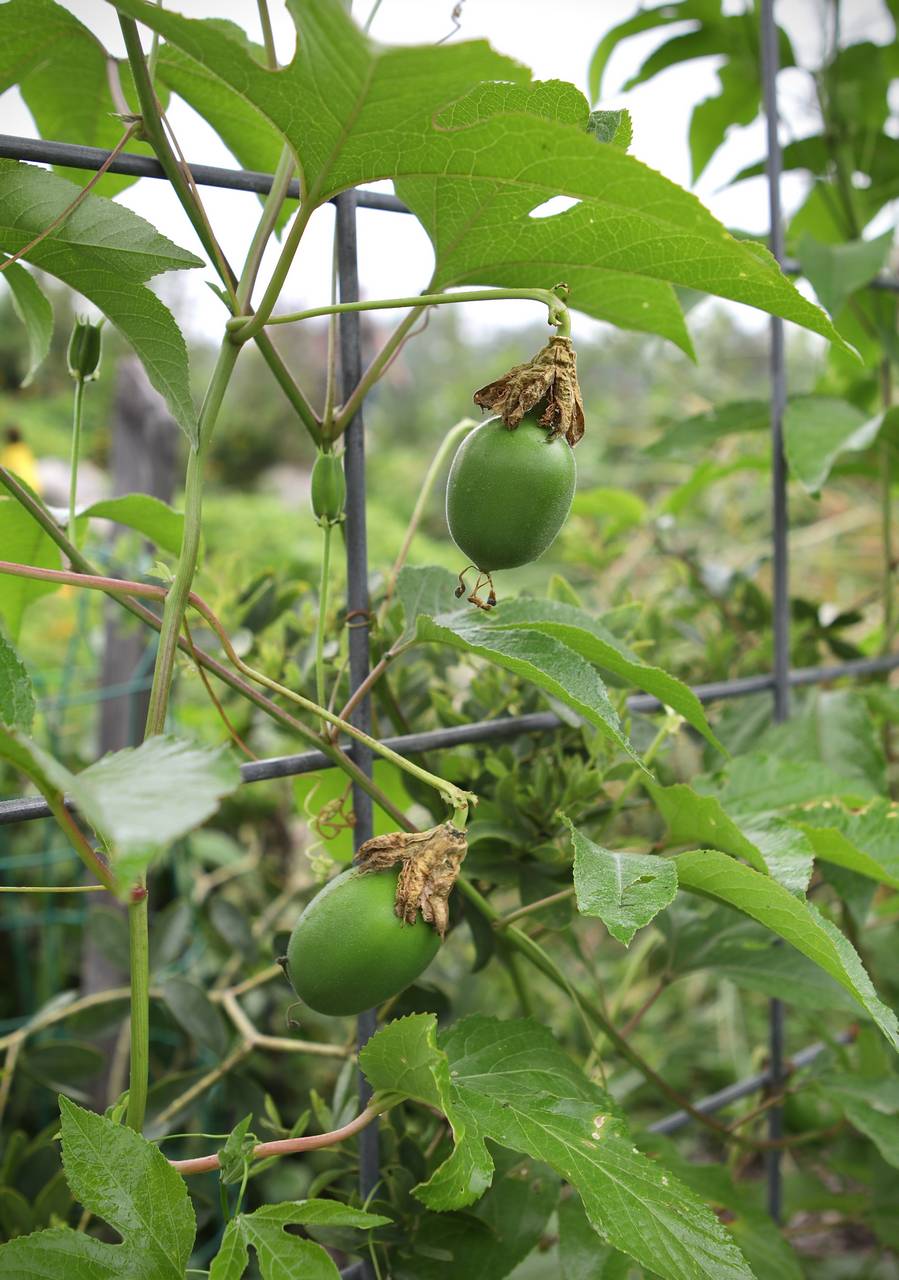 Photo of Purple Passionflower