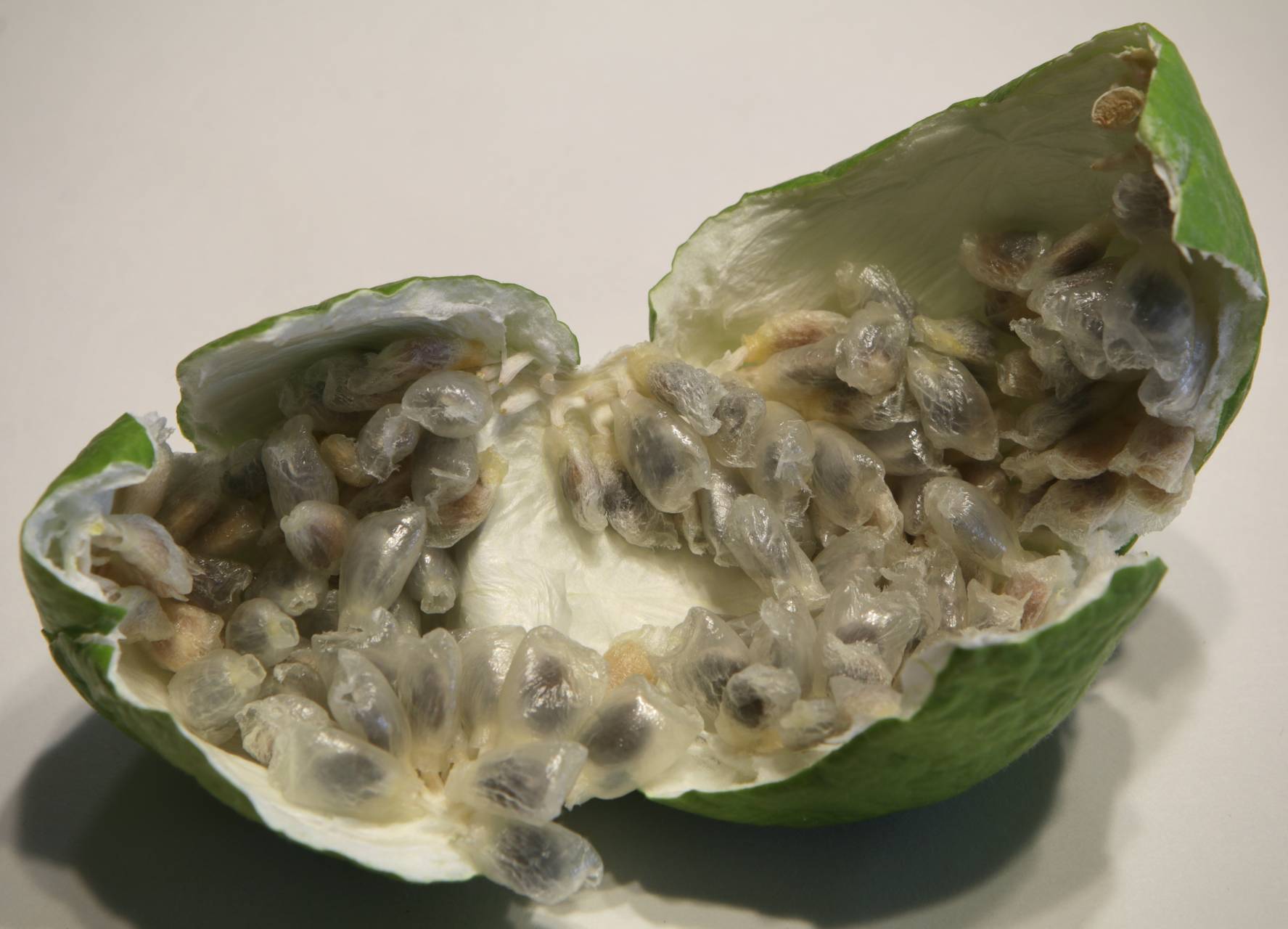 Photo of Purple Passionflower