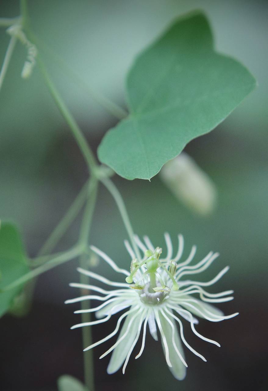 Photo of Yellow Passionflower