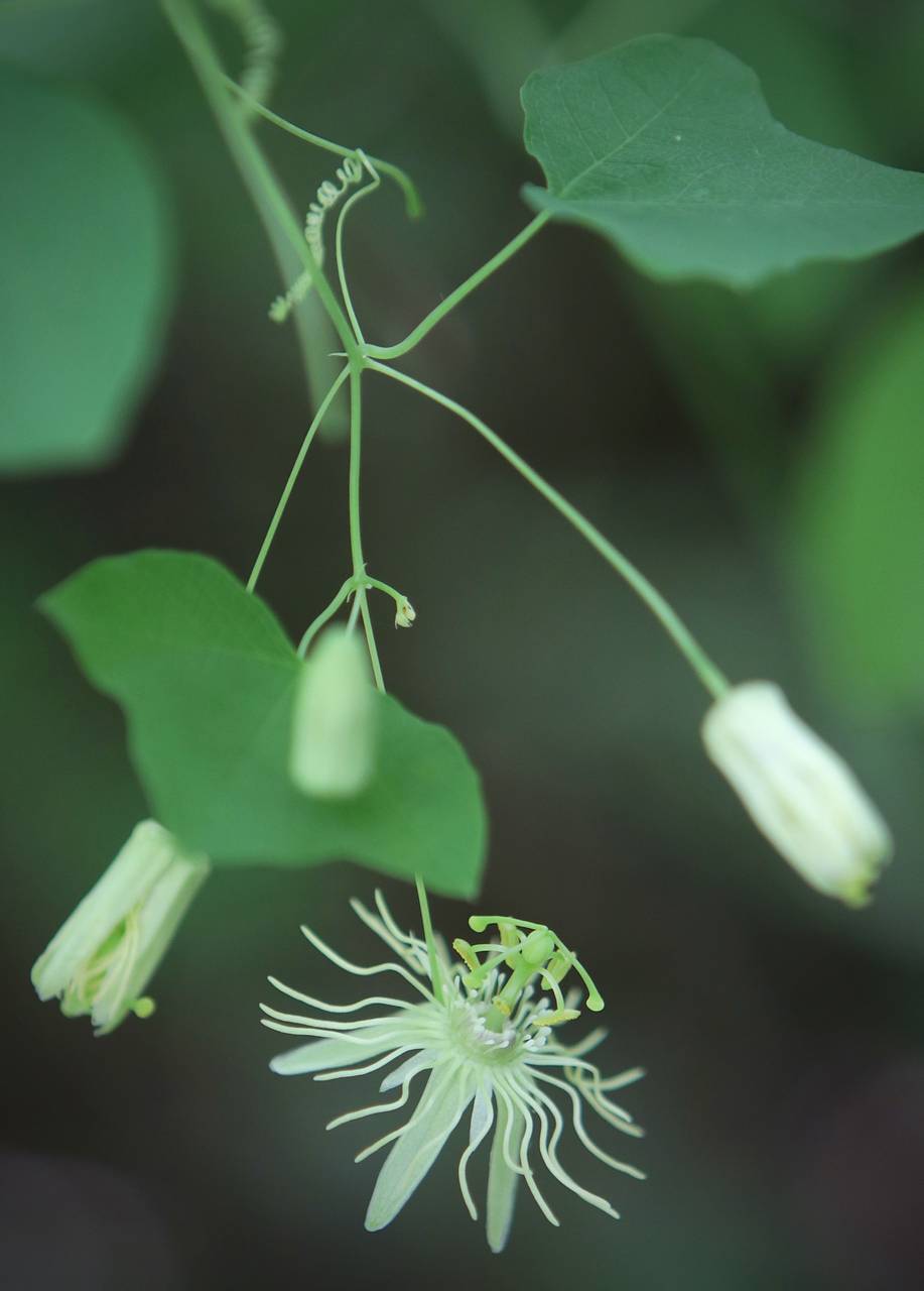 Photo of Yellow Passionflower