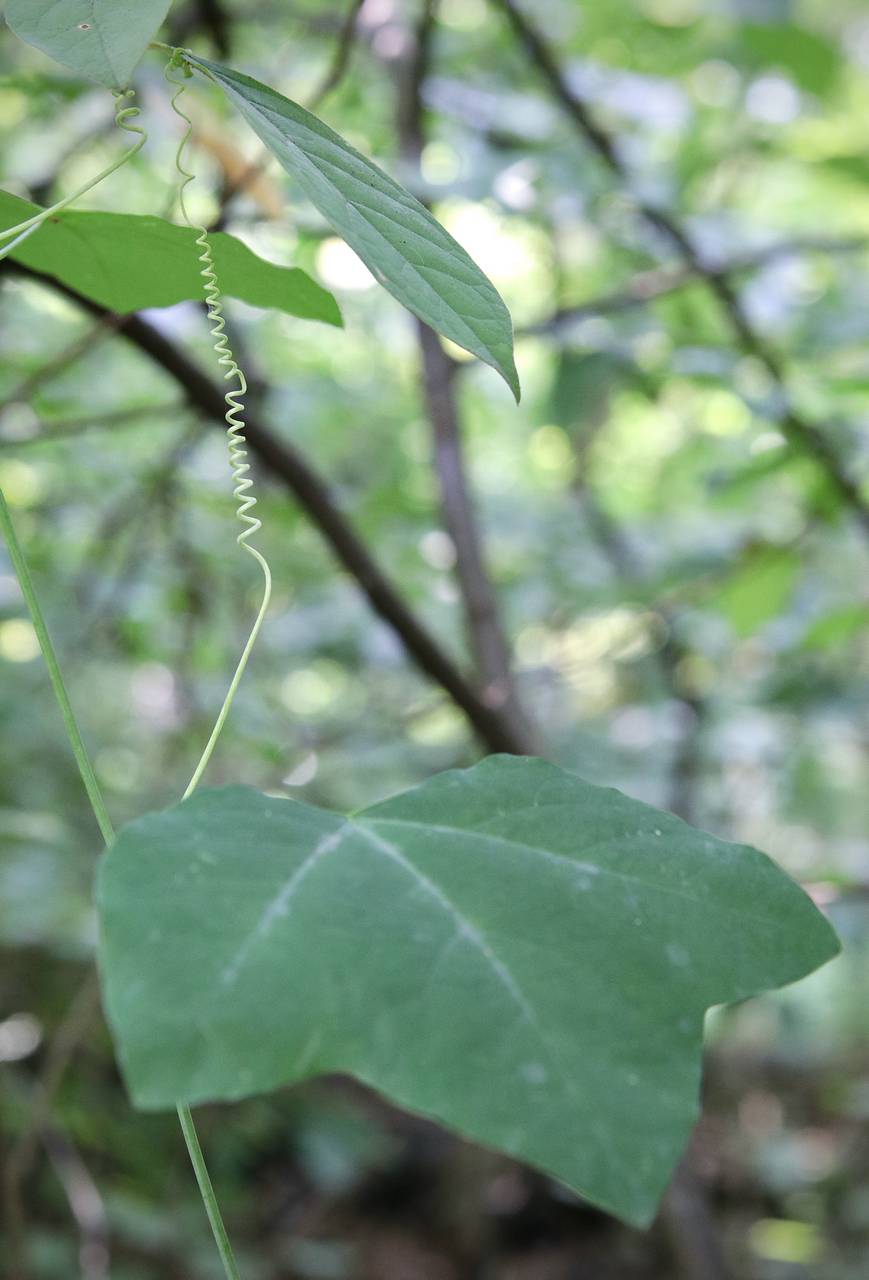 Photo of Yellow Passionflower
